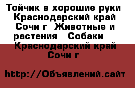 Тойчик в хорошие руки - Краснодарский край, Сочи г. Животные и растения » Собаки   . Краснодарский край,Сочи г.